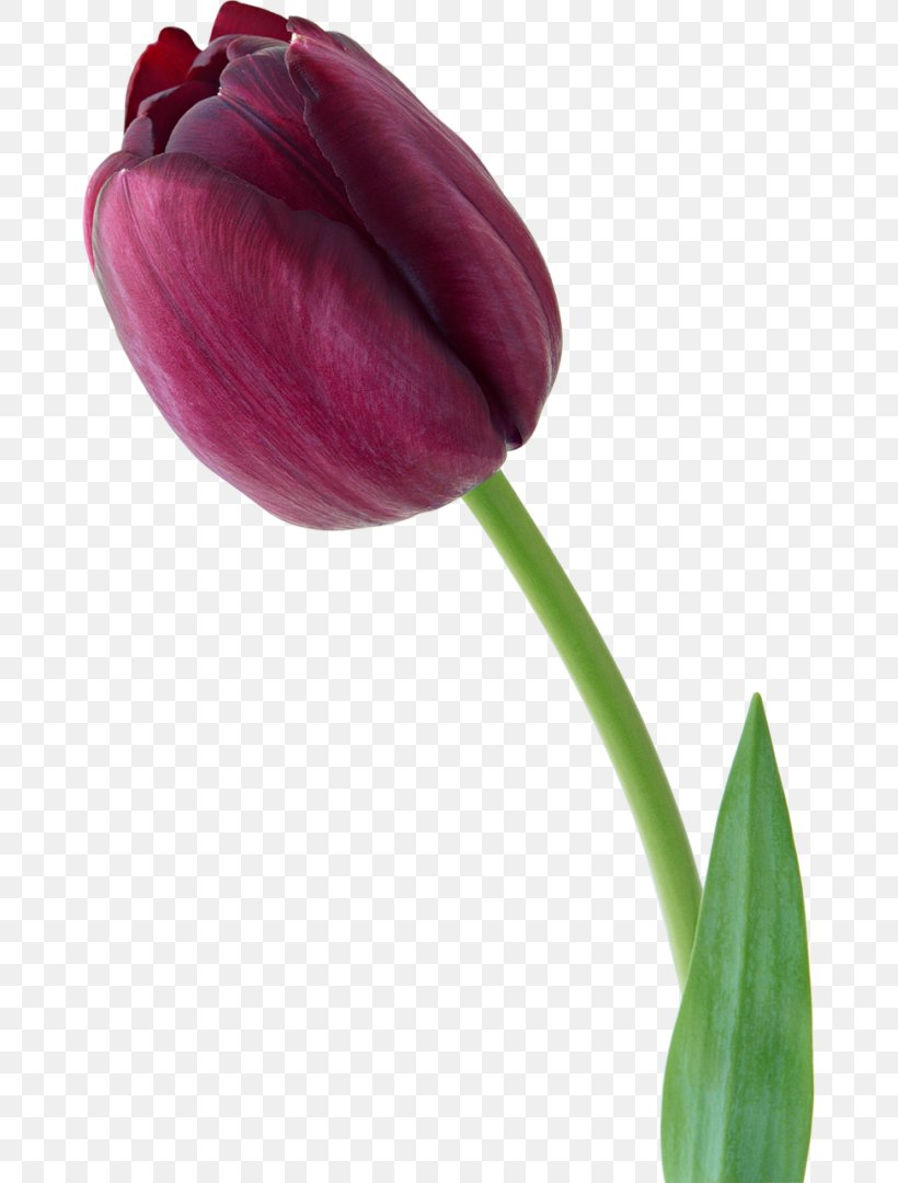 Tulip Flower Violet, PNG, 669x1080px, Tulip, Blume, Bud, Color, Flower Download Free