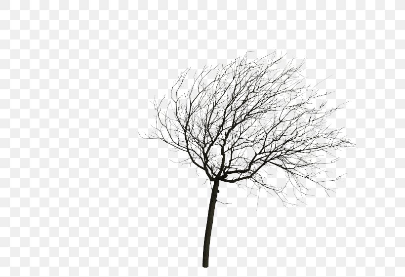Twig Tree Animation Wind Root, PNG, 631x561px, Twig, Animation, Black And White, Branch, Drawing Download Free