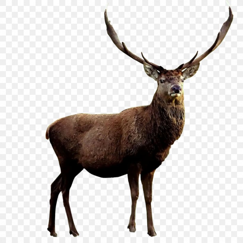 Red Deer Roe Deer Antler, PNG, 1000x1000px, Deer, Antler, Elk, Fauna, Horn Download Free