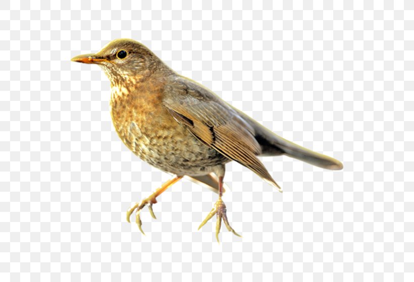 Common Nightingale Song Thrush Ortolan Bunting One European Robin, PNG, 559x559px, Common Nightingale, American Sparrows, Beak, Bird, Bird Vocalization Download Free