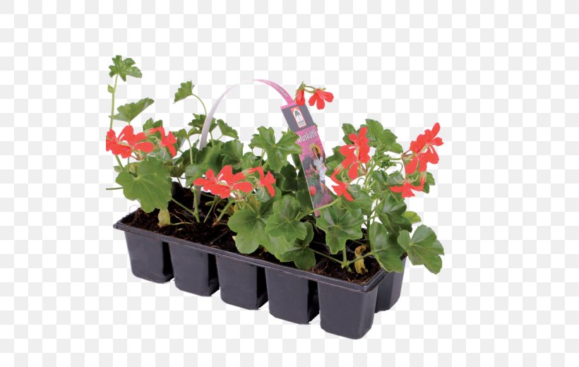 Ivy Geranium Houseplant Flowerpot Annual Plant, PNG, 520x520px, Ivy Geranium, Annual Plant, Flower, Flowering Plant, Flowerpot Download Free