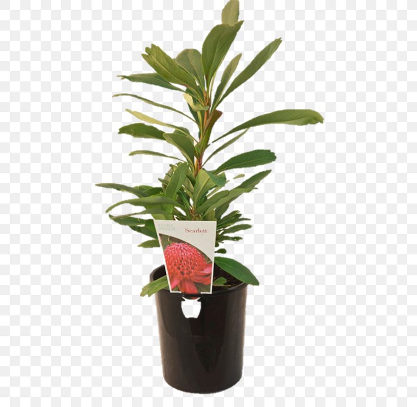 Leaf Flowerpot Evergreen Shrub Plant Stem, PNG, 800x800px, Leaf, Bunnings Warehouse, Evergreen, Flower, Flowerpot Download Free