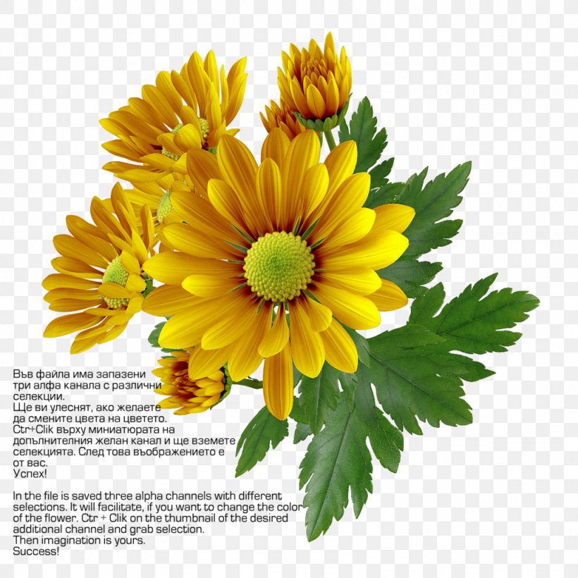 Chrysanthemum Clip Art, PNG, 1024x1024px, Chrysanthemum, Annual Plant, Chrysanths, Cut Flowers, Daisy Family Download Free
