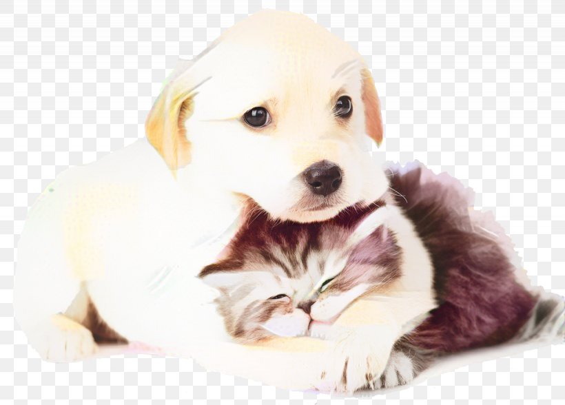 Dog And Cat, PNG, 1230x883px, Puppy, Akbash Dog, Animal, Cat, Cat Food Download Free