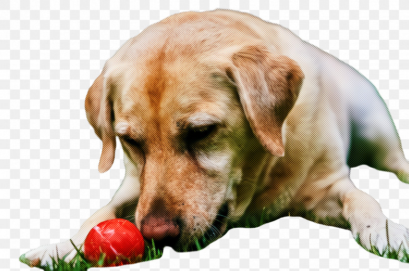 Dog Labrador Retriever Dog Toy Sporting Group Snout, PNG, 2451x1632px, Dog, Ball, Companion Dog, Dog Toy, Labrador Retriever Download Free