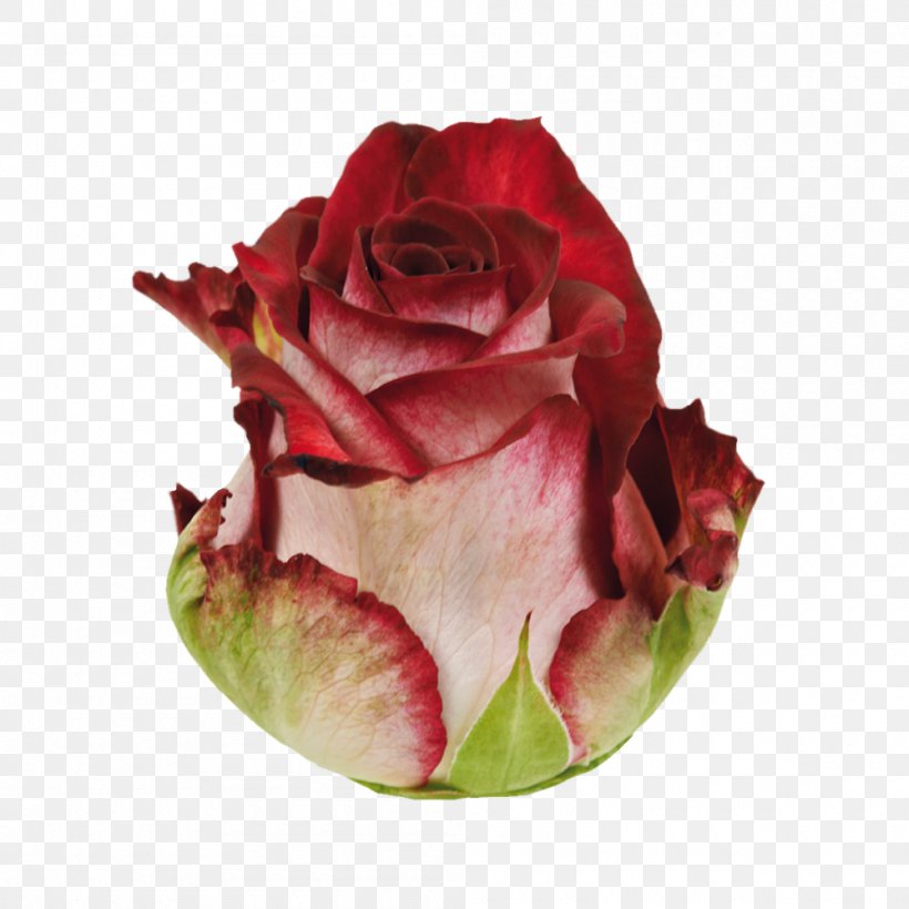 Garden Roses Cabbage Rose Cut Flowers Petal, PNG, 1000x1000px, Garden Roses, Cabbage Rose, Cut Flowers, Flower, Flowering Plant Download Free
