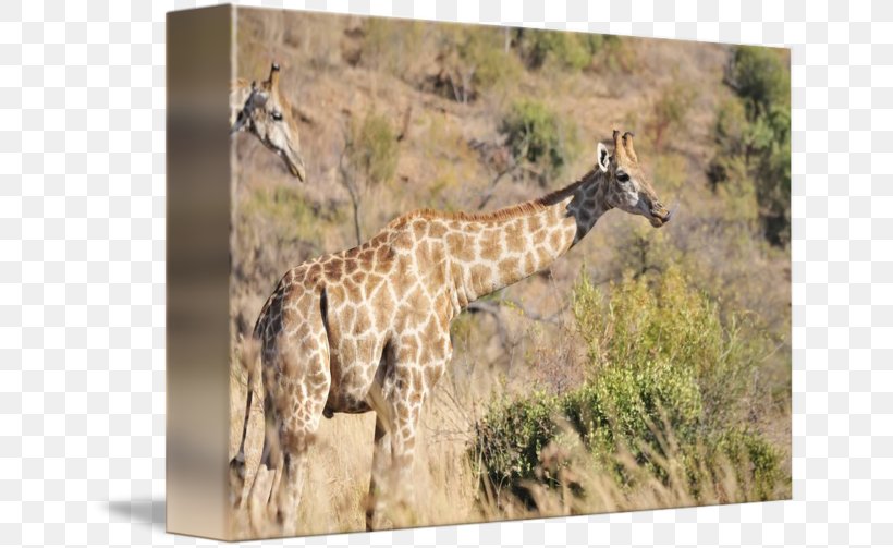 Giraffe National Park Savanna Fauna, PNG, 650x503px, Giraffe, Animal, Fauna, Giraffidae, Grassland Download Free