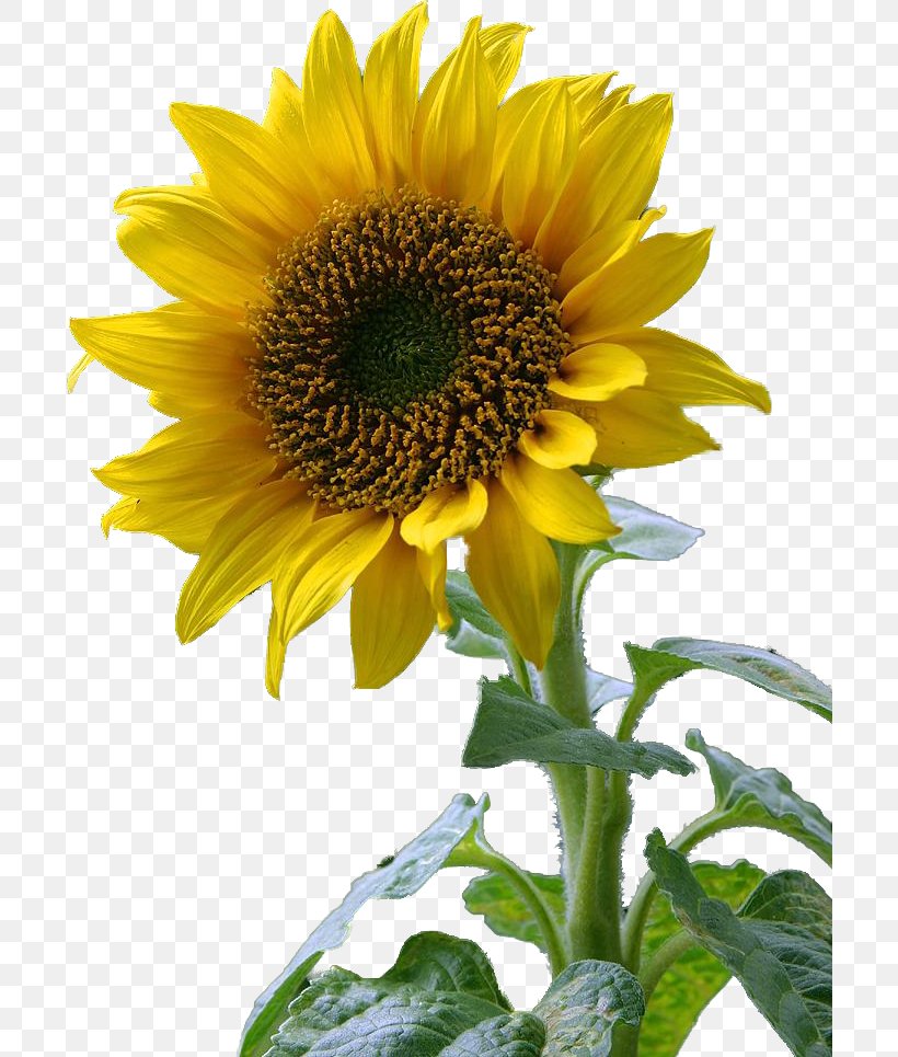 Common Sunflower Desktop Wallpaper, PNG, 700x965px, Common Sunflower, Annual Plant, Asterales, Child, Daisy Family Download Free