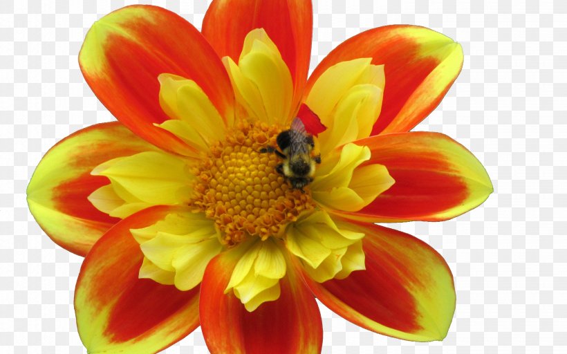 Honey Bee Apidae Nectar Dahlia, PNG, 2880x1800px, Honey Bee, Apidae, Apitoxin, Aspect Ratio, Bee Download Free