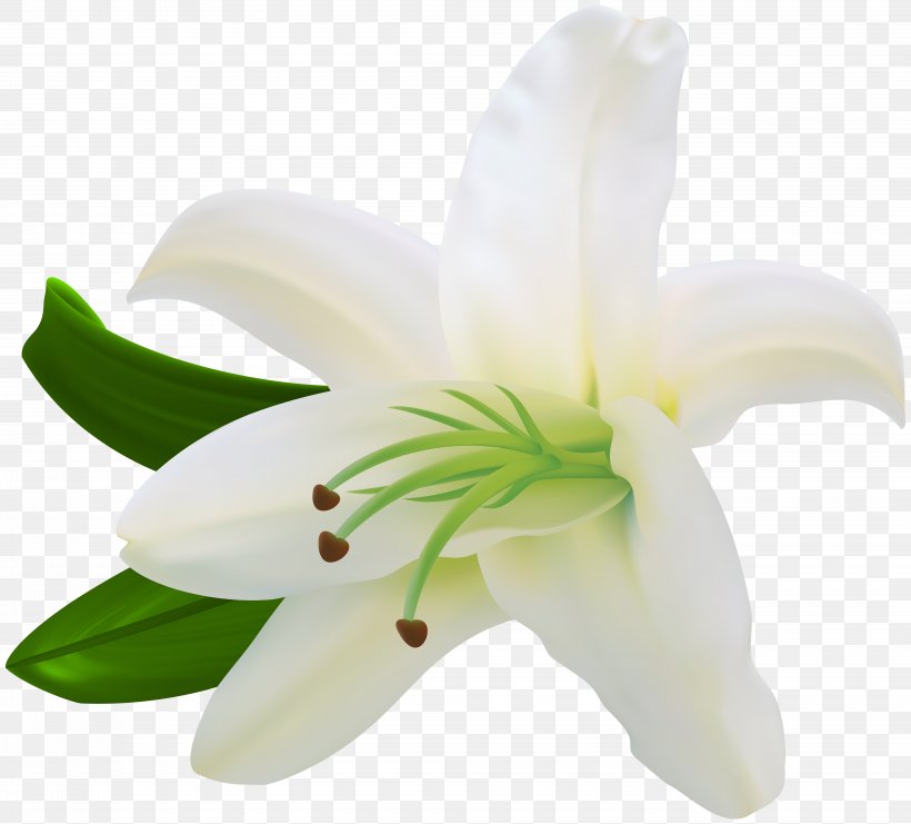 Lilium Flower White Letter, PNG, 8000x7230px, Lilium, Art, Cut Flowers, Cyclamen, Floristry Download Free