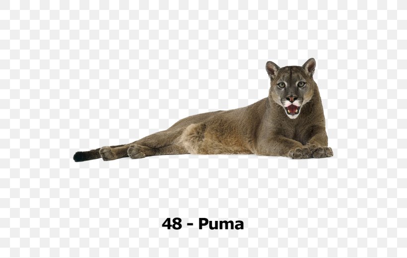 Cougar Lion Cat Felidae Tiger, PNG, 696x521px, Cougar, Animal, Big Cat, Big Cats, Carnivoran Download Free
