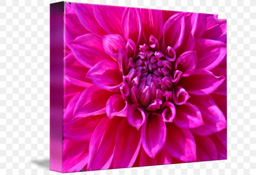 Dahlia Chrysanthemum Aster Cut Flowers Petal, PNG, 650x560px, Dahlia, Aster, Chrysanthemum, Chrysanths, Cut Flowers Download Free