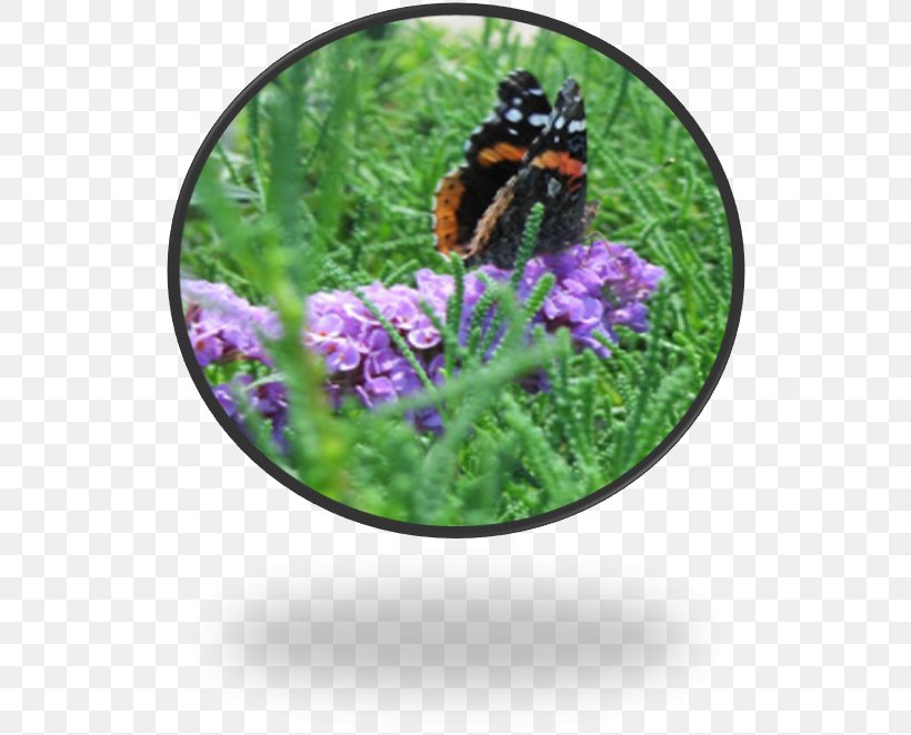 Insect Purple Herb Flower Membrane, PNG, 524x662px, Insect, Butterfly, Flower, Herb, Invertebrate Download Free