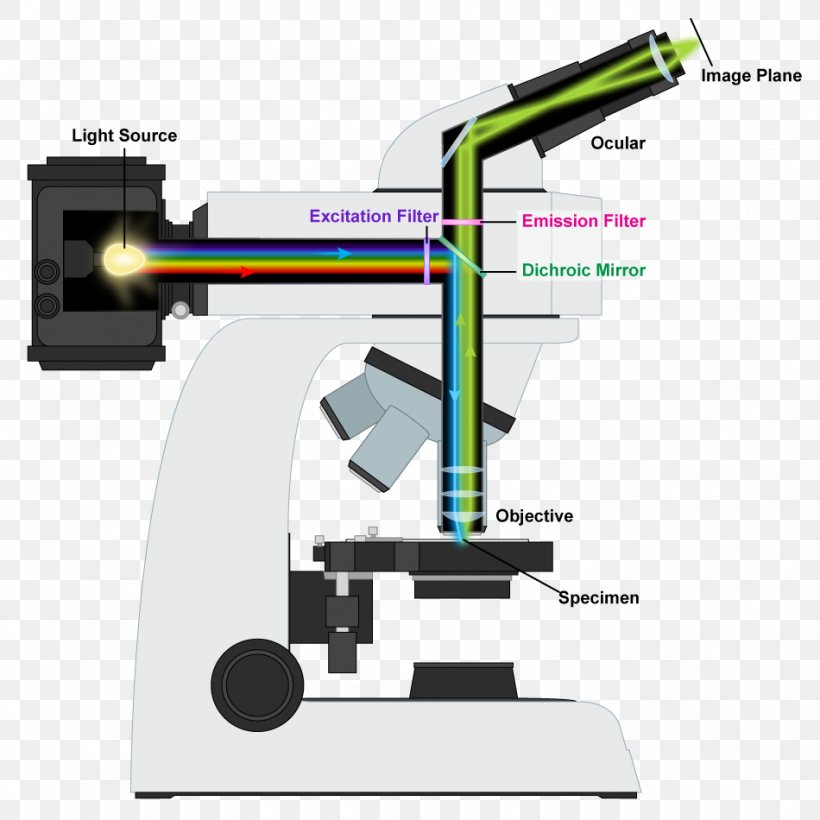 Light Fluorescence Microscope Optical Microscope, PNG, 950x950px, Light, Cell, Engineering, Fluorescence, Fluorescence Microscope Download Free