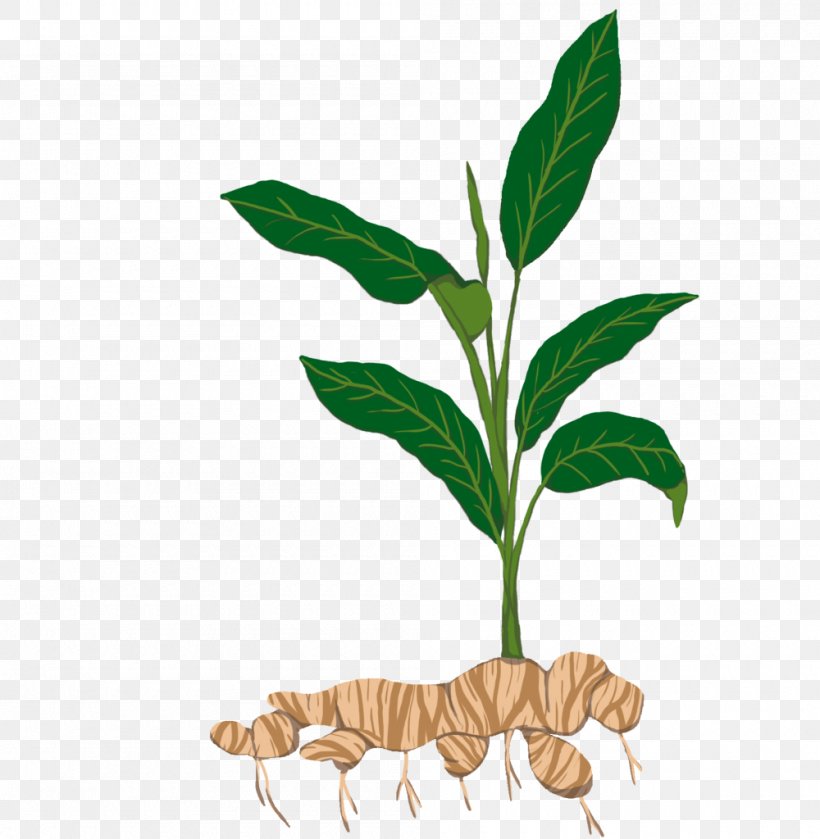 Tuber Tapioca Plant Stem Sowing, PNG, 1000x1024px, Tuber, Bit, Branch, Commodity, Crop Download Free