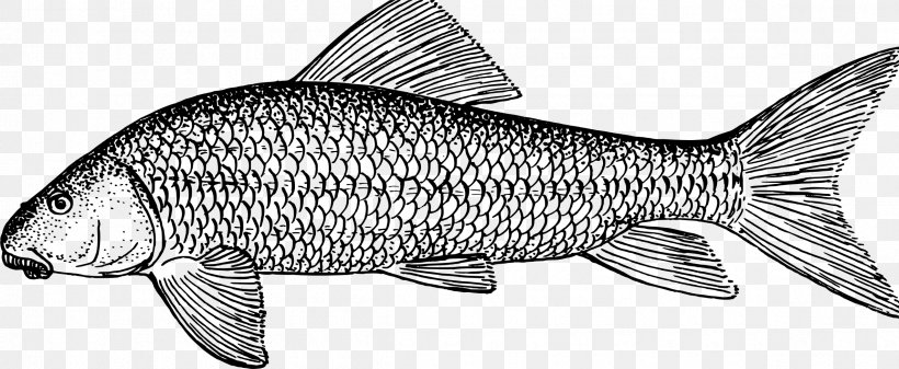 Whitefish Tuna Clip Art, PNG, 2375x977px, Fish, Animal Figure, Black And White, Carp, Drawing Download Free