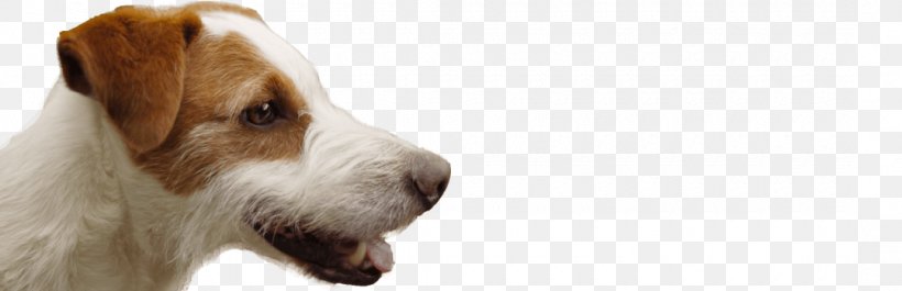 Jack Russell Terrier Parson Russell Terrier Wire Hair Fox Terrier English Foxhound, PNG, 1080x350px, Russell Terrier, Breed, Carnivoran, Companion Dog, Dog Download Free