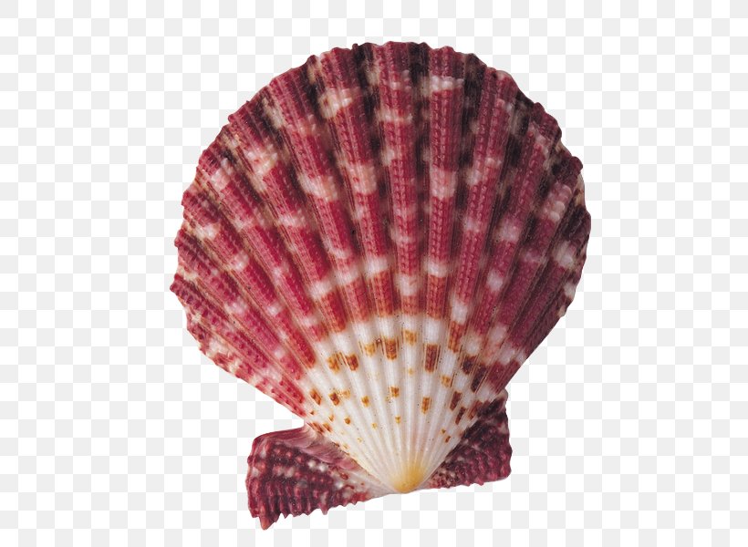 Beach Background, PNG, 595x600px, Seashell, Beach, Bivalve, Cockle, Conchology Download Free
