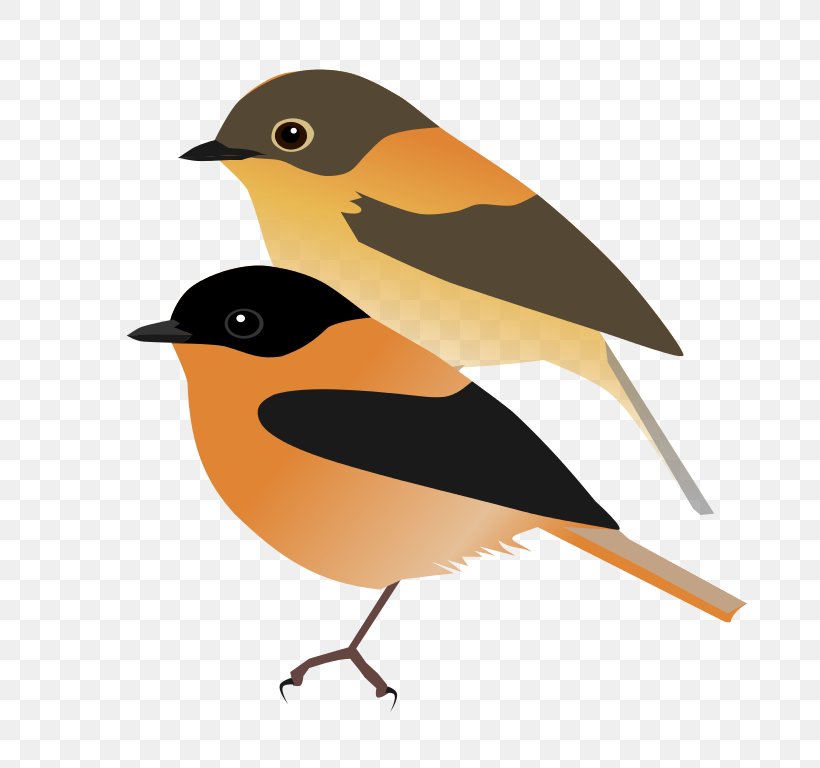 European Robin Finches Old World Orioles American Sparrows, PNG, 768x768px, European Robin, American Sparrows, Beak, Bird, Emberizidae Download Free