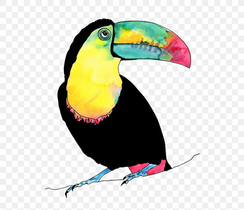 Lovebird Parrot Toucan Illustration, PNG, 564x705px, Bird, Art, Beak, Bird Flight, Fauna Download Free