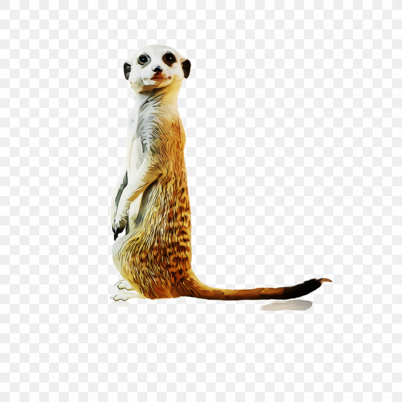 Meerkat Mongoose Wildlife Tail, PNG, 2000x2000px, Meerkat, Mongoose, Tail, Wildlife Download Free