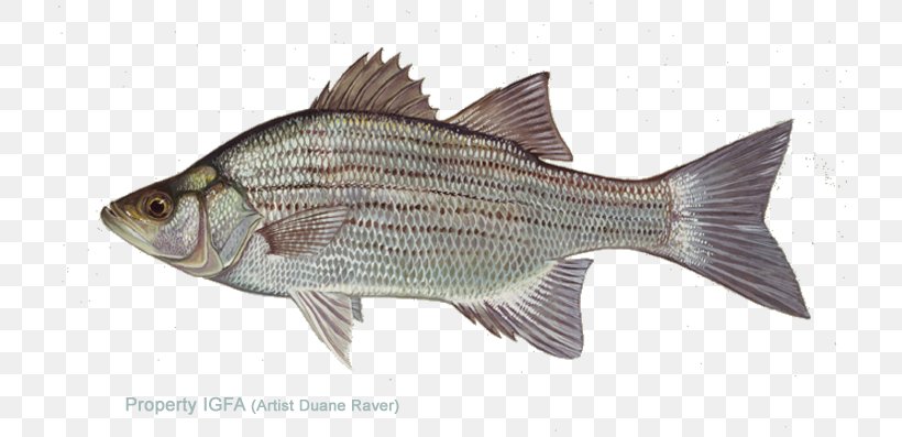 White Bass Striped Bass Largemouth Bass Vertebrate, PNG, 720x397px, Watercolor, Cartoon, Flower, Frame, Heart Download Free