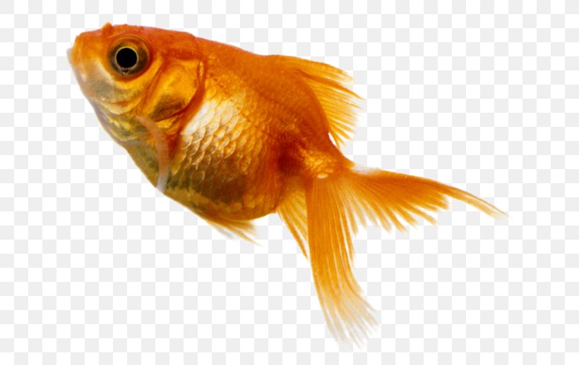 Goldfish Benthic Zone Deep Sea Fish, PNG, 635x518px, Goldfish, Benthic Zone, Bony Fish, Close Up, Deep Sea Download Free