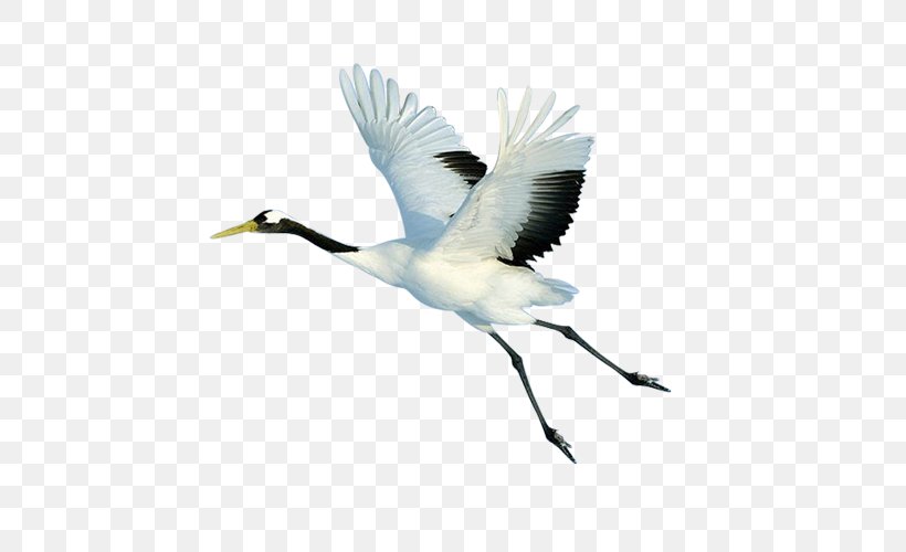 Red-crowned Crane Bird Flight, PNG, 500x500px, Crane, Beak, Bird, Blue Crane, Ciconiiformes Download Free
