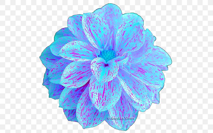 Turquoise, PNG, 532x513px, Turquoise, Aqua, Flower, Petal Download Free
