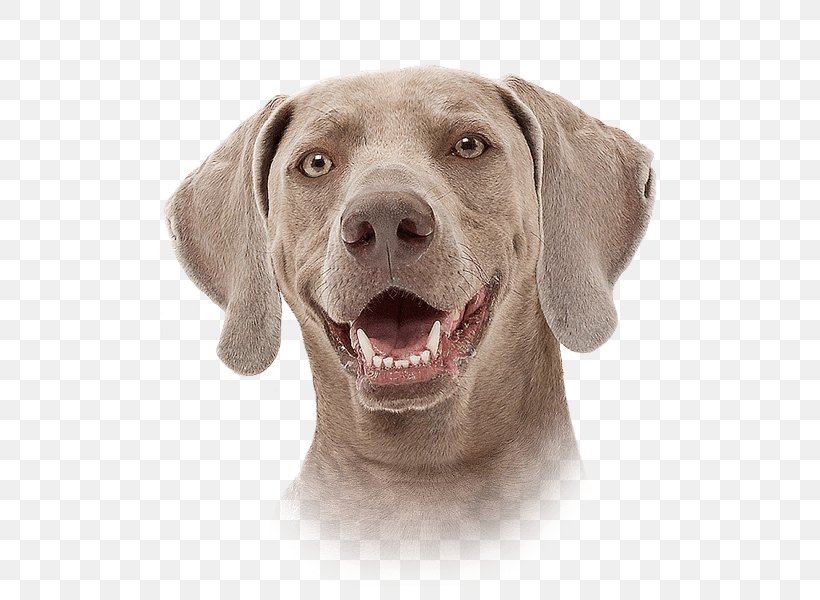 Weimaraner Dog Breed Companion Dog Pointing Breed Snout, PNG, 500x600px, Weimaraner, Breed, Carnivoran, Closeup, Coat Download Free