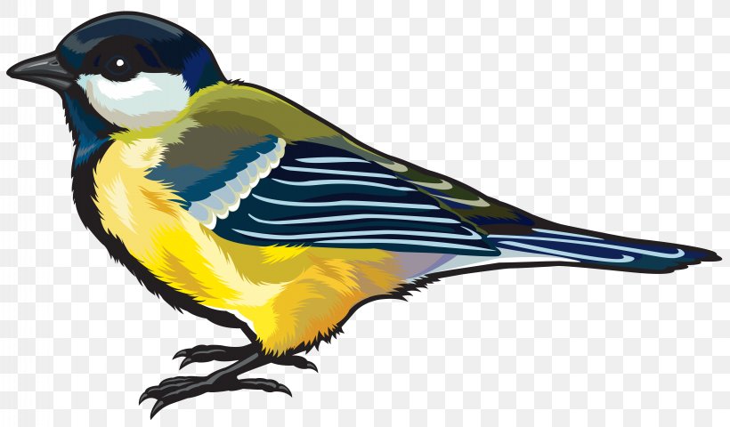 Bird Clip Art, PNG, 6291x3690px, Bird, Art, Beak, Bird Flight, Fauna Download Free