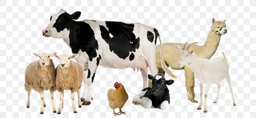 Holstein Friesian Cattle Milk Dairy Farming Livestock, PNG, 728x380px, Holstein Friesian Cattle, Beef, Cattle, Cattle Like Mammal, Cow Goat Family Download Free