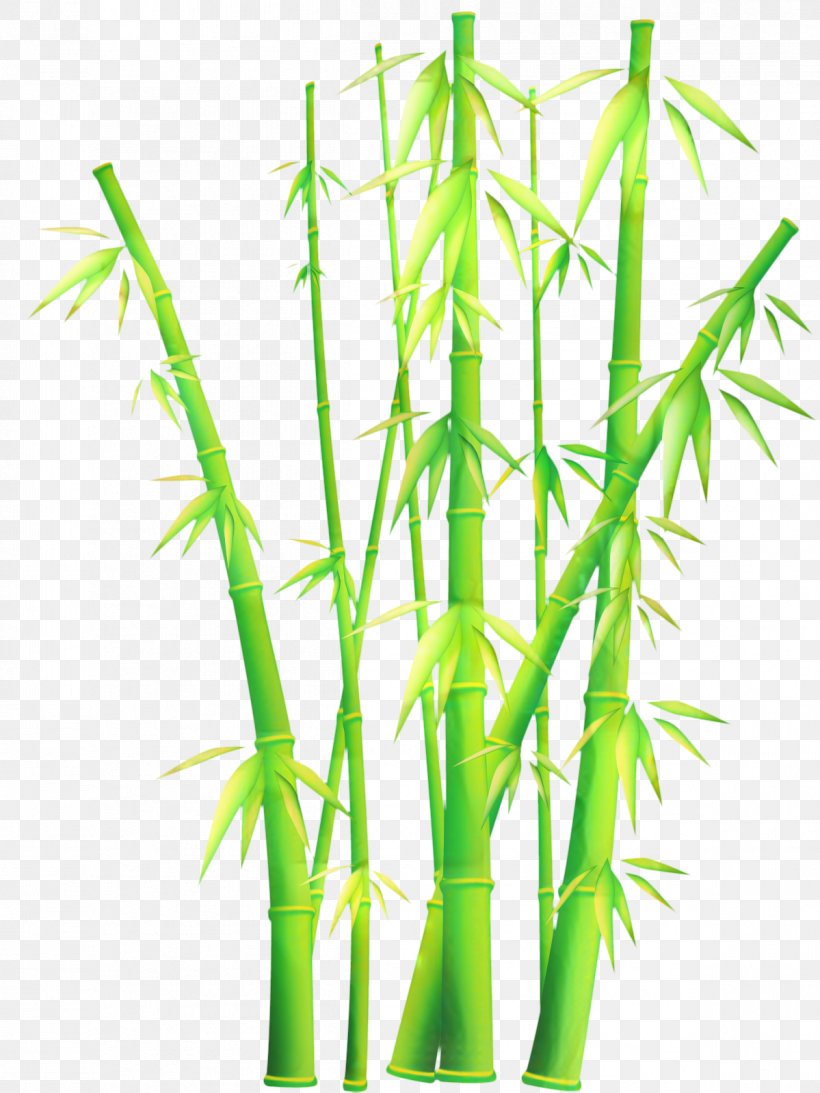 Bamboo Cartoon, PNG, 1199x1599px, Tropical Woody Bamboos, Bamboo, Cdr, Elymus Repens, Grass Download Free