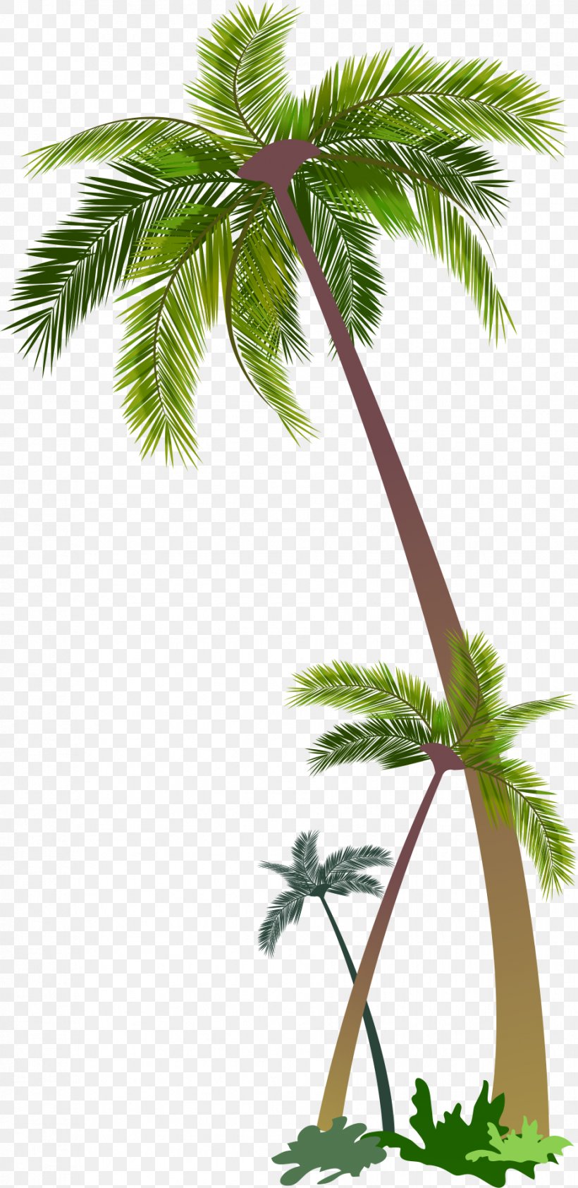 Euclidean Vector Stock Photography Illustration, PNG, 928x1906px, Stock Photography, Arecaceae, Arecales, Borassus Flabellifer, Branch Download Free