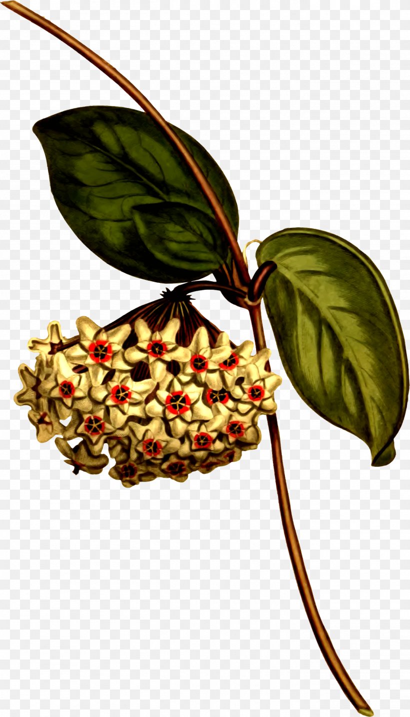 Hoya Carnosa Botanical Illustration Botany Plant, PNG, 1358x2378px, Hoya Carnosa, Biodiversity Heritage Library, Botanical Illustration, Botany, Chamelaucium Download Free