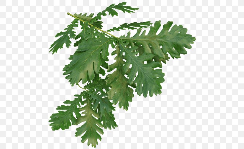 Leaf Quercus Frainetto Tree Willow Oak Twig, PNG, 500x500px, Leaf, Herb, Leaf Vegetable, Mountainash, Oak Download Free