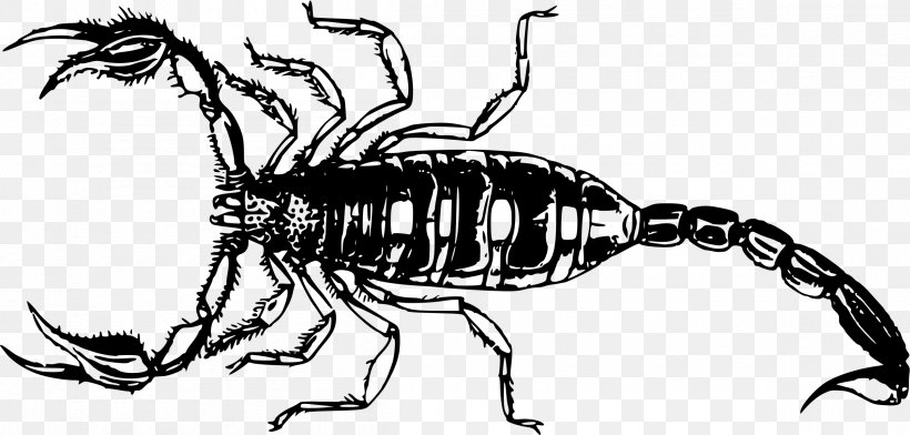 Scorpion Clip Art, PNG, 2400x1148px, Scorpion, Arachnid, Artwork, Black And White, Decapoda Download Free