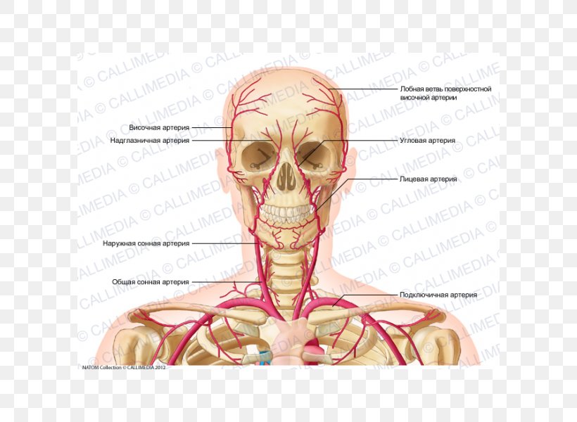 Supratrochlear Artery Head And Neck Anatomy Vein Human Body, PNG, 600x600px, Watercolor, Cartoon, Flower, Frame, Heart Download Free