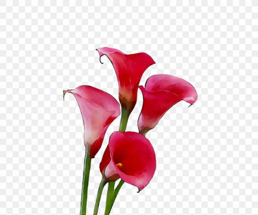 Arum Lilies Cut Flowers Plant Stem Herbaceous Plant Pink M, PNG, 1328x1107px, Arum Lilies, Alismatales, Anthurium, Artificial Flower, Arum Download Free