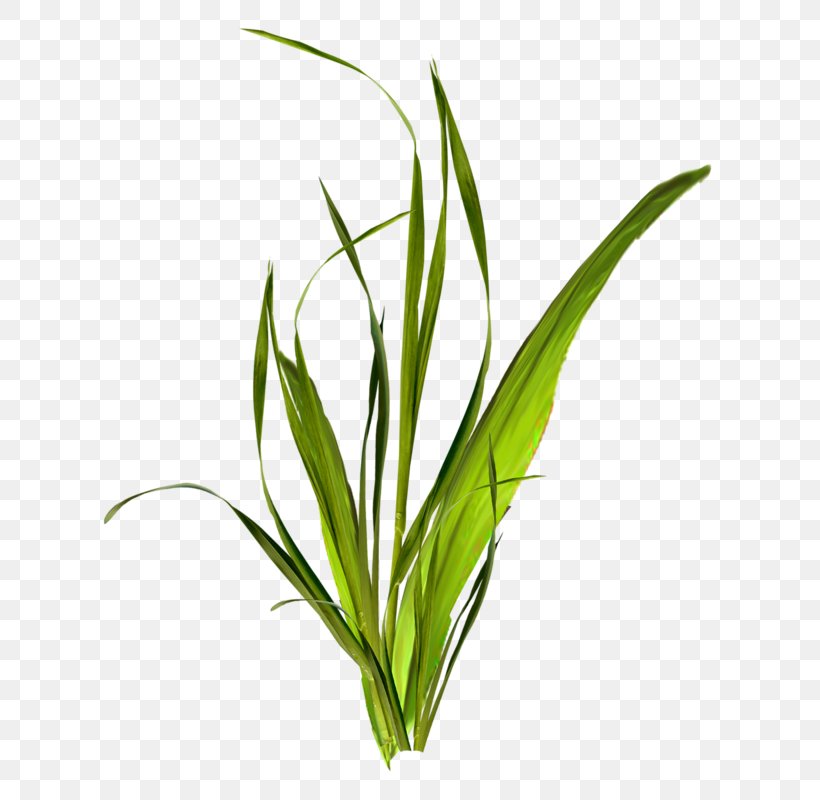 Grass Herbaceous Plant Clip Art, PNG, 675x800px, Grass, Aquarium Decor, Archive File, Benzersiz, Commodity Download Free