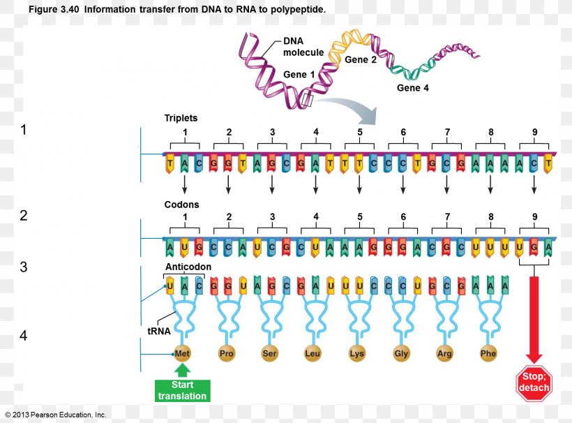 Messenger RNA DNA-binding Protein DNA-binding Protein, PNG, 1500x1109px, Rna, Area, Biology, Chemical Compound, Complementarity Download Free