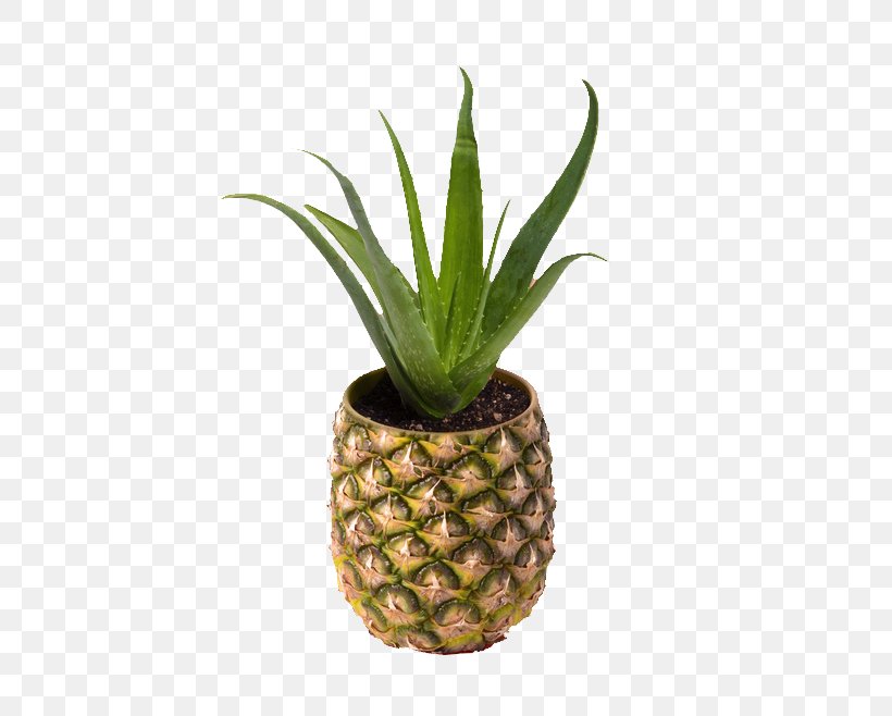 Pineapple Art Flower, PNG, 658x658px, Pineapple, Ananas, Art, Bromeliaceae, Cannabis Download Free