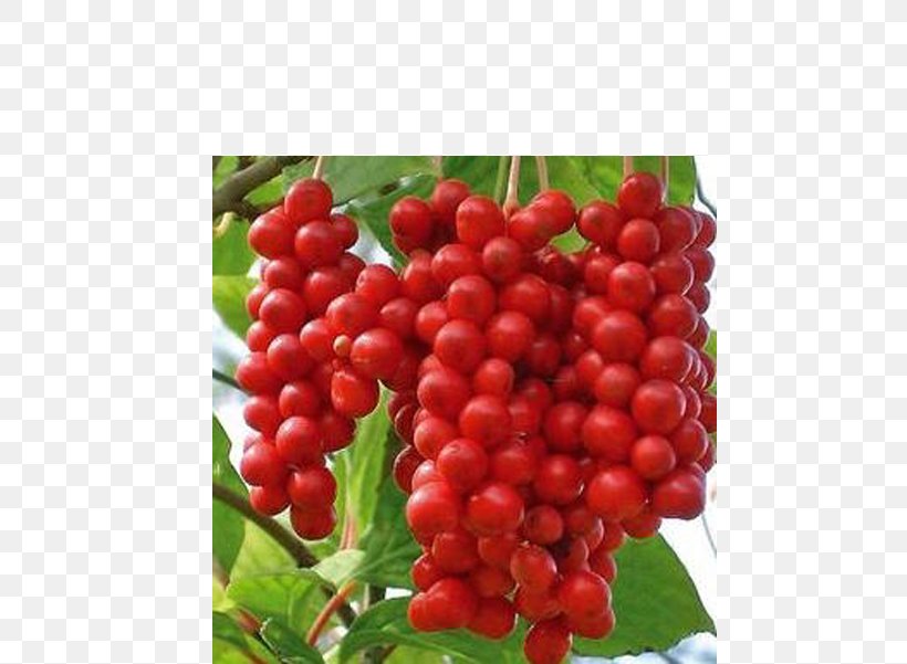 Five-flavor Berry Fruit Herb Medicinal Plants, PNG, 600x601px, Fiveflavor Berry, Adaptogen, Berry, Cherry, Cranberry Download Free