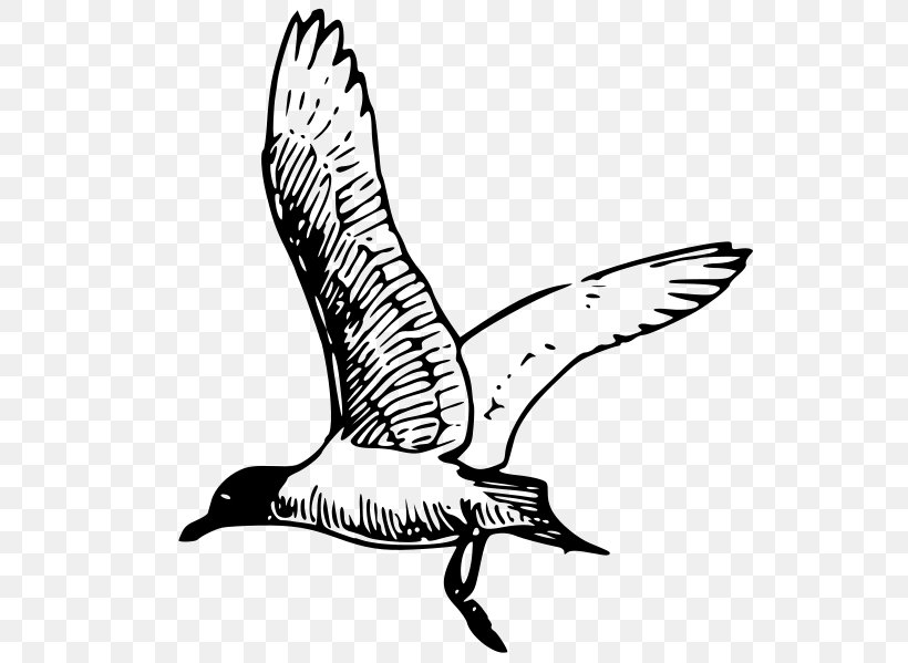 Gulls Clip Art, PNG, 598x599px, Gulls, Artwork, Beak, Bird, Black And White Download Free