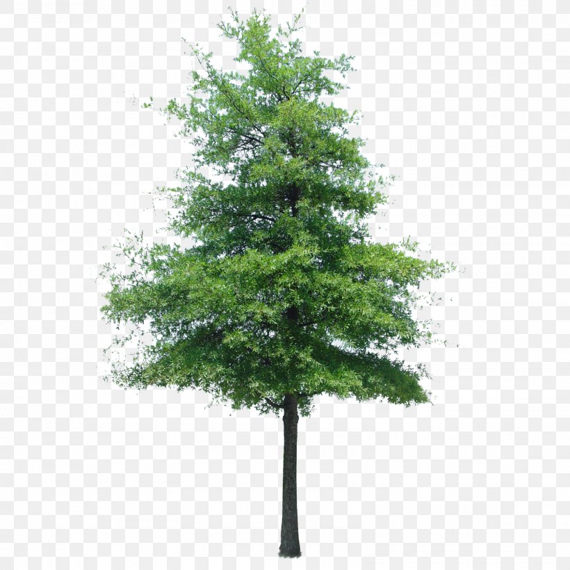 Populus Nigra Tree Oak Quercus Ilex Landscape, PNG, 1600x1600px, Populus Nigra, Arborvitae, Architecture, Branch, Conifer Download Free