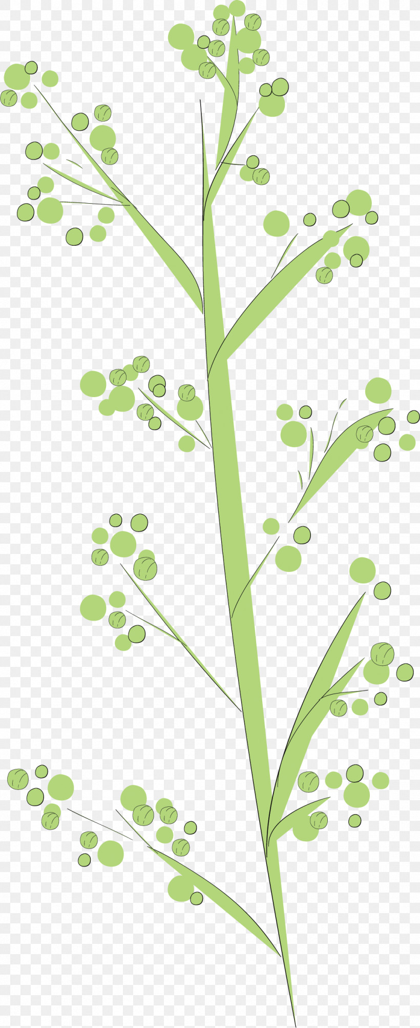 Simple Leaf Simple Leaf Drawing Simple Leaf Outline, PNG, 1097x2682px, Simple Leaf, Biology, Flower, Grasses, Herb Download Free