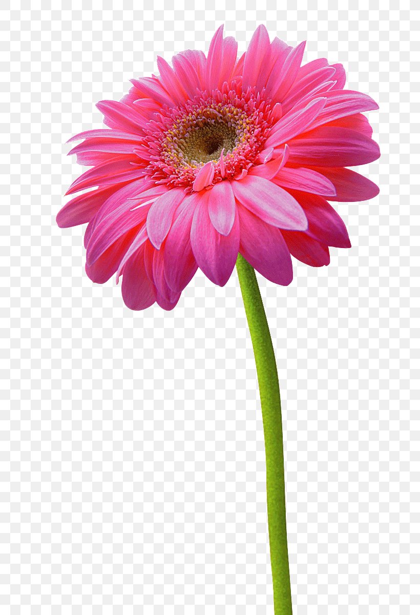 Transvaal Daisy Chrysanthemum Flower Pink, PNG, 756x1200px, Transvaal Daisy, Annual Plant, Aster, Chrysanthemum, Color Download Free