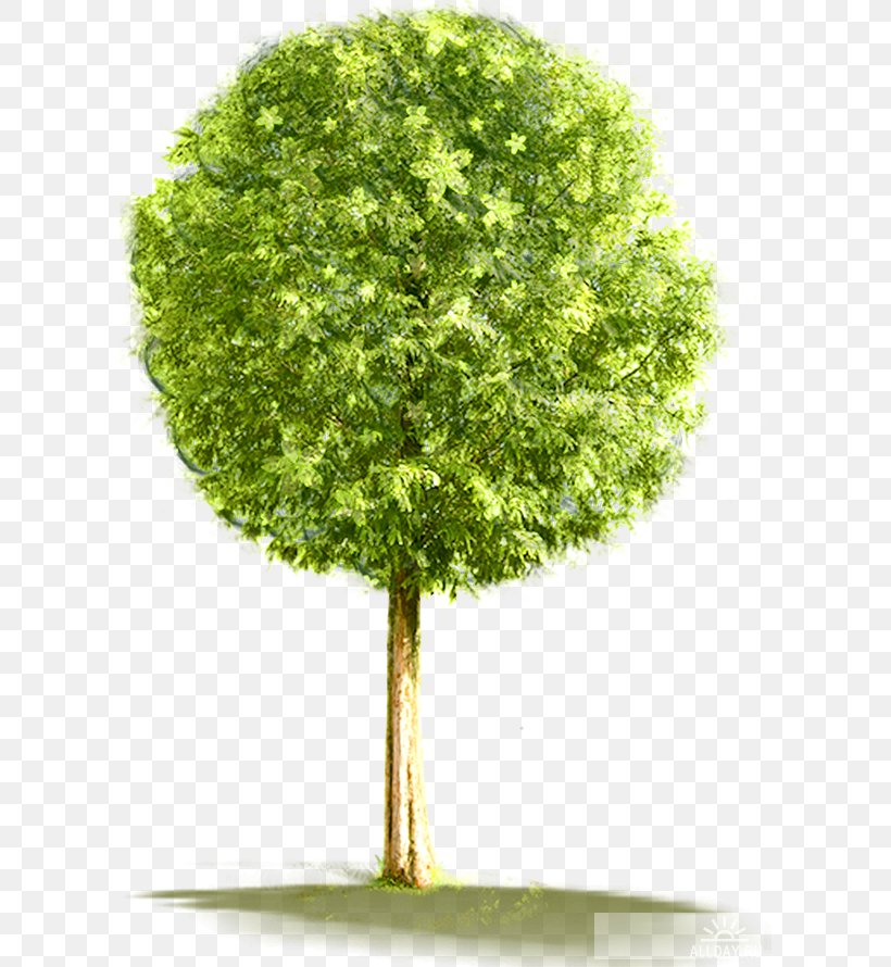 Tree Desktop Wallpaper Clip Art, PNG, 600x890px, Tree, Button, Document, Evergreen, Grass Download Free