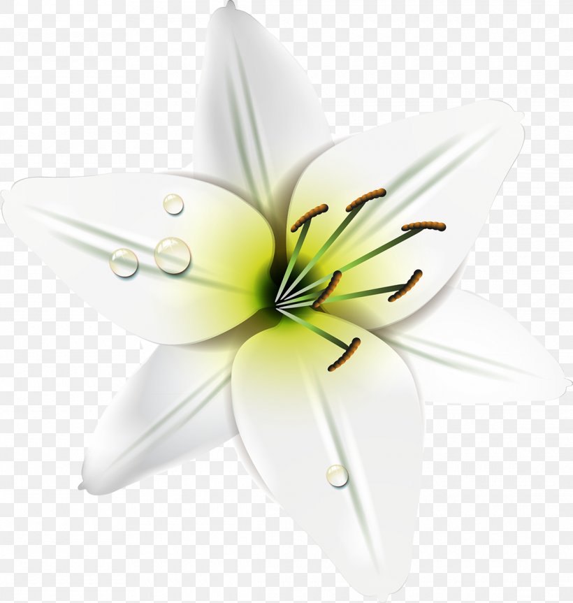 Film Frame Lily M, PNG, 1140x1200px, Film Frame, Flower, Flowering Plant, Lily, Lily M Download Free
