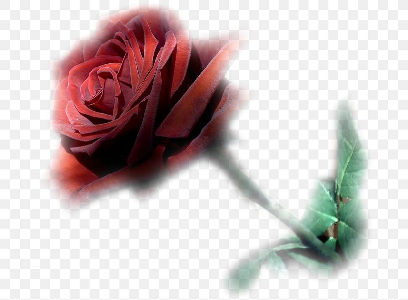 Flower Bouquet Garden Roses Blume Animation, PNG, 687x602px, Flower, Animation, Blog, Blume, Close Up Download Free